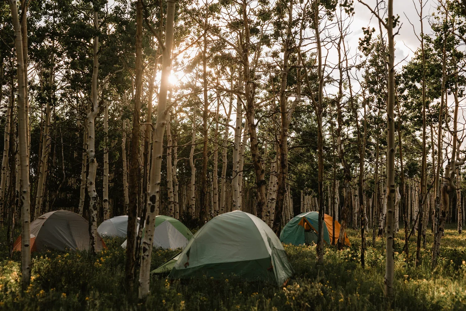 Camping tents nestled among the pines on private land